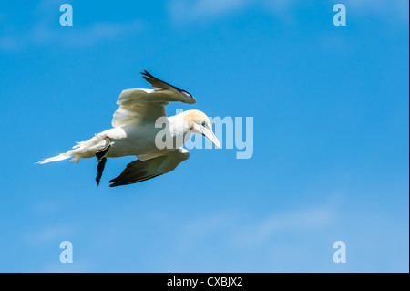 Un northern gannet (Sula bassana, Morus bassanus) airborne, colpo dal basso contro un cielo blu sopra. Foto Stock