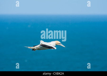 Un northern gannet (Morus bassanus, Sula bassana) parapendio in volo in volo al di sopra di un azzurro mare del Nord. Foto Stock