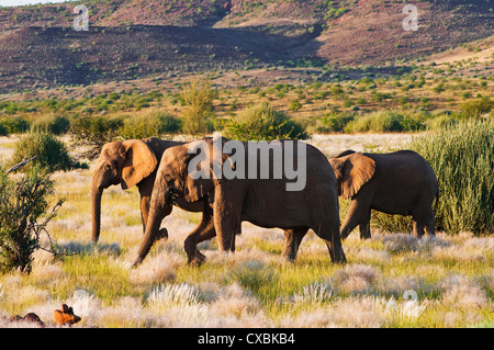 Elefante africano (Loxodonta africana), Damaraland, Regione di Kunene, Namibia, Africa Foto Stock