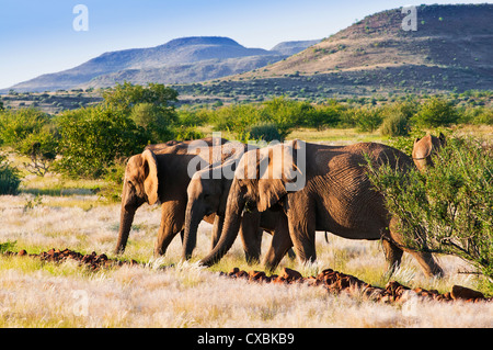 Elefante africano (Loxodonta africana), Damaraland, Regione di Kunene, Namibia, Africa Foto Stock