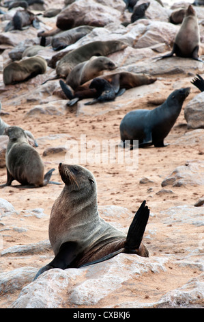 Capo le foche (Arctocephalus pusillus), Capo Croce, Skeleton Coast, Kaokoland, Regione di Kunene, Namibia, Africa Foto Stock