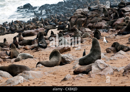 Capo le foche (Arctocephalus pusillus), Capo Croce, Skeleton Coast, Kaokoland, Regione di Kunene, Namibia, Africa Foto Stock