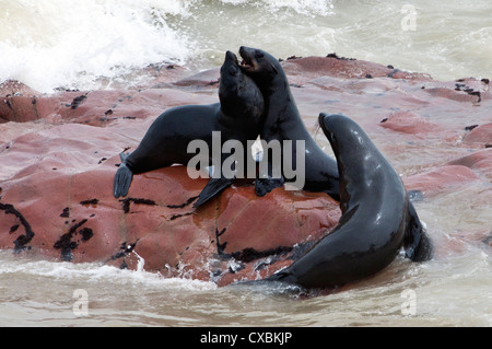 Capo le foche (Arctocephalus pusillus), Capo Croce, Skeleton Coast, Kaokoland, Regione di Kunene, Namibia, Africa Foto Stock