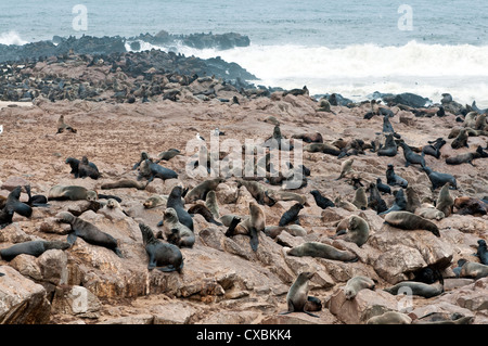 Capo le foche (Arctocephalus pusillus), Capo Croce, Skeleton Coast, Kaokoland, Regione di Kunene, Namibia, Africa Foto Stock