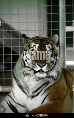 Tigre del Bengala in cattività Foto Stock