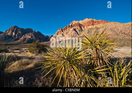 Il Red Rock Canyon al di fuori di Las Vegas, Nevada, Stati Uniti d'America, America del Nord Foto Stock