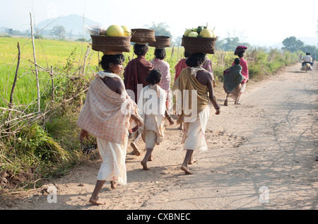 Dunguria Kondh tribeswomen camminare a piedi scalzi al mercato tribale che trasportano i panieri di produrre sulle loro teste, Bissam Cuttack, Orissa Foto Stock