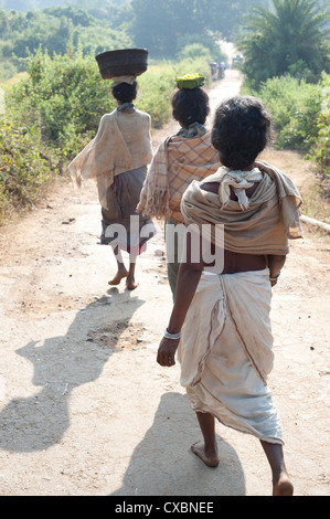 Dunguria Kondh tribeswomen camminare a piedi scalzi al mercato tribale che trasportano i panieri di produrre sulle loro teste, Bissam Cuttack, Orissa Foto Stock