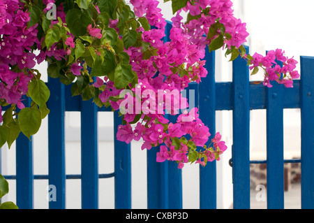 Rosa fiori di bouganville e blue gate, Santorini, Grecia Foto Stock