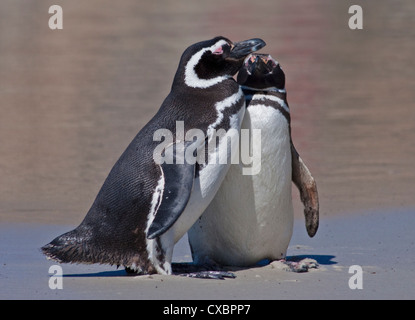 Due i pinguini di Magellano (Spheniscus magellanicus), Saunders Island, le Falkland Foto Stock