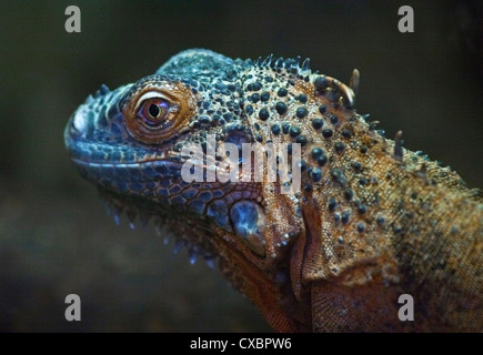 Cubano (Iguana cyclura nubila) Foto Stock