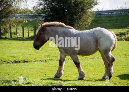 Grande cavallo sull'erba verde Foto Stock