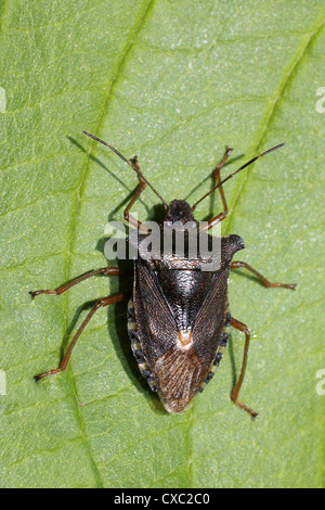 Red-gambe Shieldbug a.k.a. Forest Bug Pentatoma rufipes Foto Stock