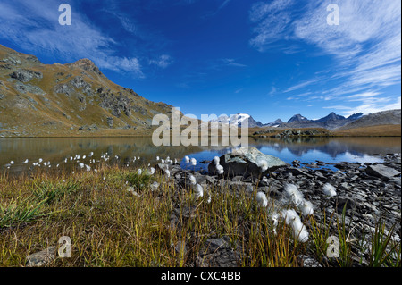 Cotone-erbe dal lato di uno dei tre laghi di becchi e il massiccio del Gran Paradiso in background, Italia Foto Stock