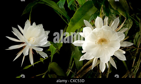 Regina della notte (Epiphyllum Oxypetalum), fiorisce solo una volta a mezzanotte per un paio di ore e poi il fiore scende, Filippine Foto Stock