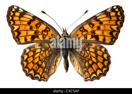 Fiordaliso Fritillary butterfly (Melitaea phoebe) isolato su sfondo bianco Foto Stock