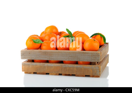 Un rustico in legno gabbia piena di Clementine Mandarini arance. Formato orizzontale su uno sfondo bianco con la riflessione. Foto Stock