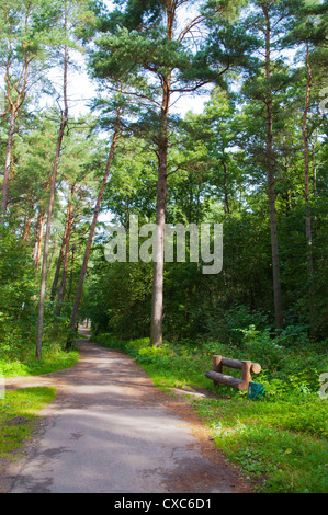 Foresta dietro la spiaggia di distretto Pirita Tallinn Estonia Europa Foto Stock