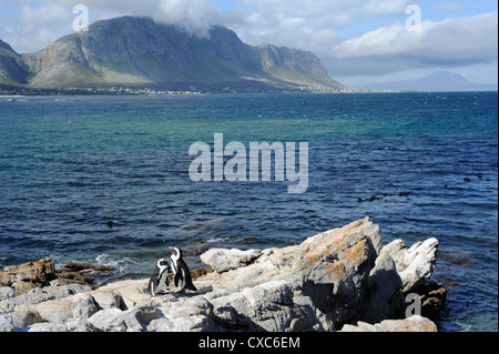 I Penguins africani, Betty's Bay, Provincia del Capo, in Sud Africa e Africa Foto Stock