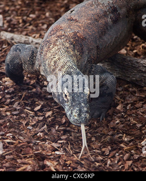 Drago di Komodo (Varanus komodoensis) Foto Stock