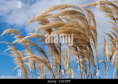 Cortaderia selloana, comunemente noto come Pampas erba, è un'erba alta nativo di Sud America meridionale. Foto Stock