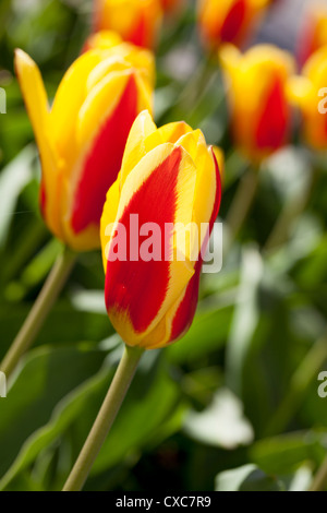 'Stresa' Kaufmanniana Tulip, Näckrostulpan (Tulipa kaufmanniana) Foto Stock