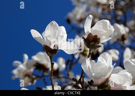 Star Magnolia, Stjärnmagnolia (Magnolia stellata) Foto Stock