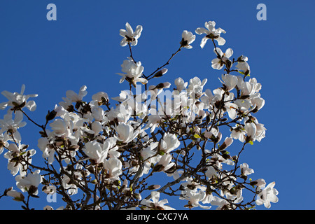 Star Magnolia, Stjärnmagnolia (Magnolia stellata) Foto Stock