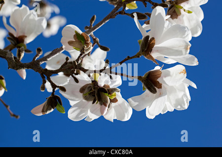 Star Magnolia, Stjärnmagnolia (Magnolia stellata) Foto Stock