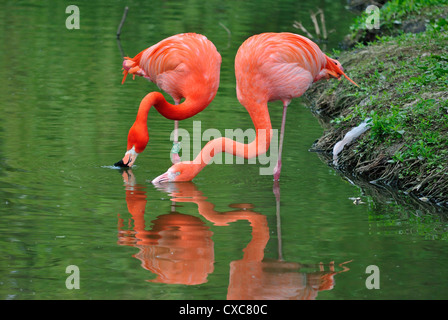 Una coppia di americani o dei Caraibi i fenicotteri, Phoenicopterus ruber, ciascuno in piedi su una gamba sola in acqua e alimentazione per lo Zoo di Chester Foto Stock
