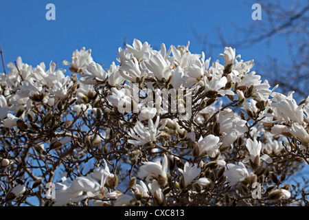 Star Magnolia, Stjärnmagnolia (Magnolia stellata) Foto Stock