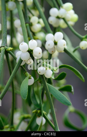 Viscum album di bacche di vischio Foto Stock