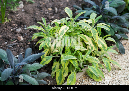 La Salvia officinalis ICTERINA e salvia officinalis PURPUREA Foto Stock