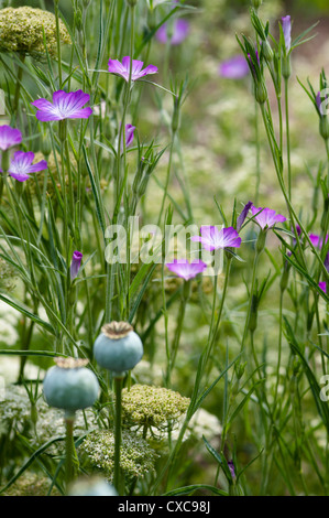 AGROSTEMMA GITHAGO increspatura di mais con Papaver somniferum IN PRIMO PIANO Foto Stock