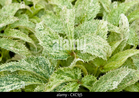 HELLEBORUS ARGUTIFOLIUS JANET STARNES Foto Stock