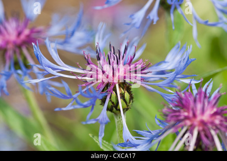 CENTAUREA MONTANA CLOSE UP Foto Stock