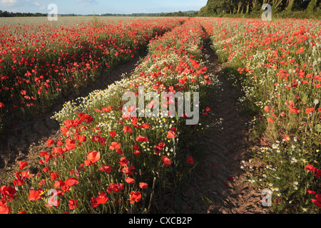 Fiandre Papaveri Chiltern Hills Oxfordshire England Regno Unito Foto Stock