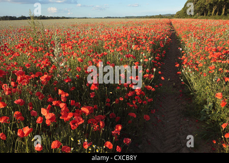 Fiandre Papaveri Chiltern Hills Oxfordshire England Regno Unito Foto Stock
