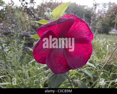 Grandi fiori di ibisco, parco, Brooklyn, New York. Foto Stock