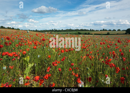 Fiandre Papaveri Chiltern Hills Oxfordshire England Regno Unito Foto Stock