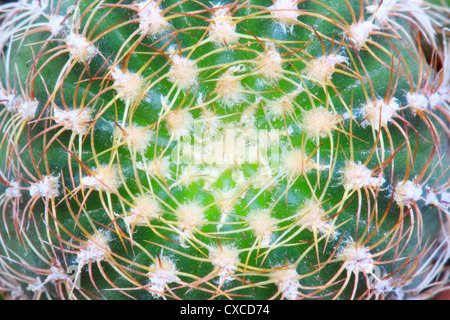 Cactus sulla vista superiore Foto Stock