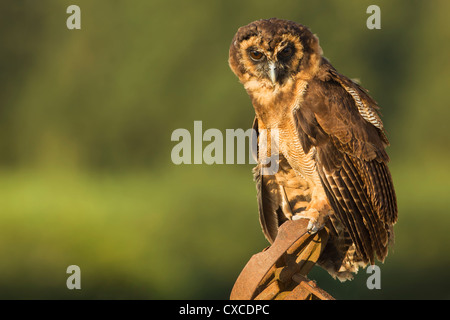 Marrone asiatica di gufo di legno arroccato su arrugginita macchinari agricoli in golden luce della sera Foto Stock