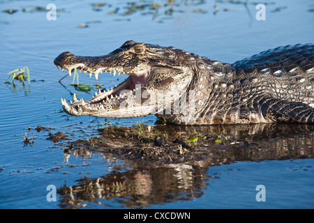 Caimano Yacare, Esteros del Ibera, Carlos Pellegrini, provincia di Corrientes, Argentina. Foto Stock