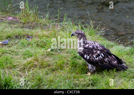 Aquila calva e salmone pesce a hyder Alaska Foto Stock