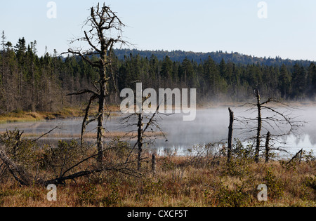 Piccolo stagno al di fuori di San Giovanni, New Brunswick, Canada Foto Stock