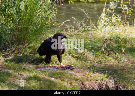 Aquila calva mangiare salmone pesce a hyder Alaska Foto Stock