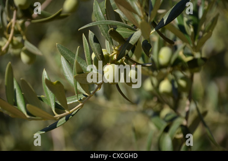 Olive in vigna Foto Stock