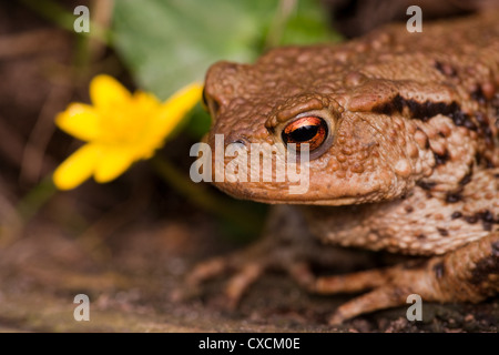 Il rospo comune (Bufo bufo). Ritratto. Foto Stock