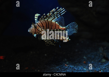 Adas-pesce leone in Manly Sealife Sanctuary Australia Foto Stock