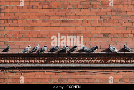 I piccioni a battuta di una parete Foto Stock